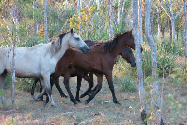 Cassie De Colling wild horses aboriginal photography Peppimentari and Darwin Australia on Travel Chicks
