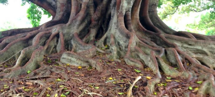 Royal Botanical Gardens in Sydney, Australia